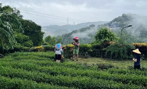 一日茶農