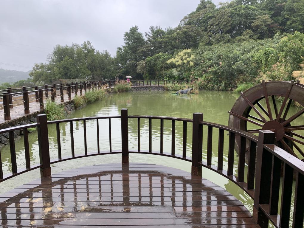 樟樹步道向日葵花海